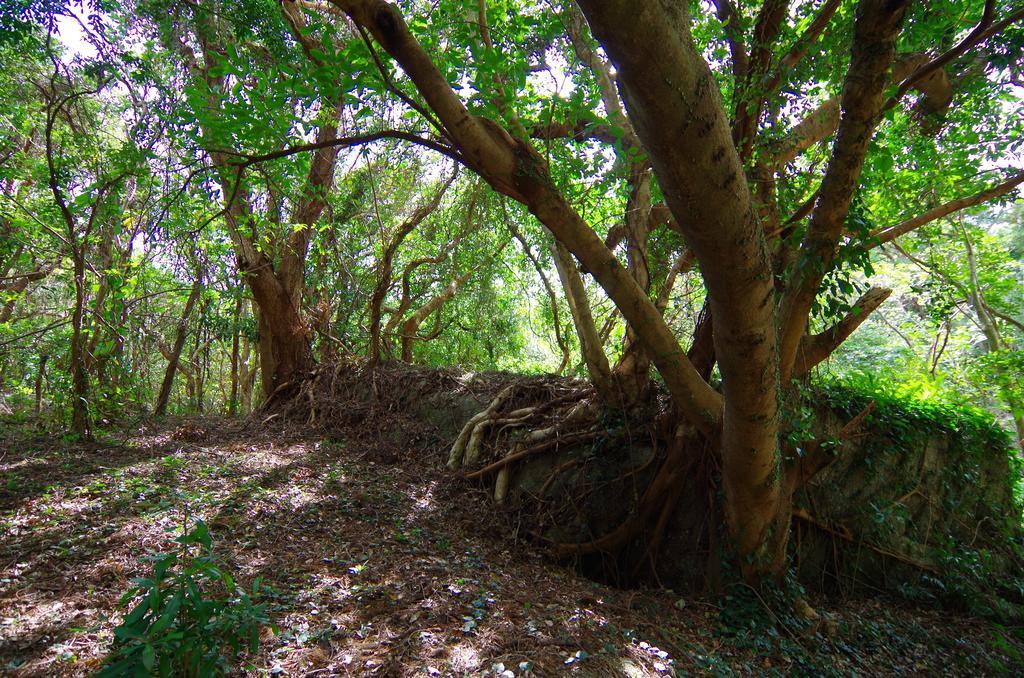 Cottage Views Yakushima  Esterno foto